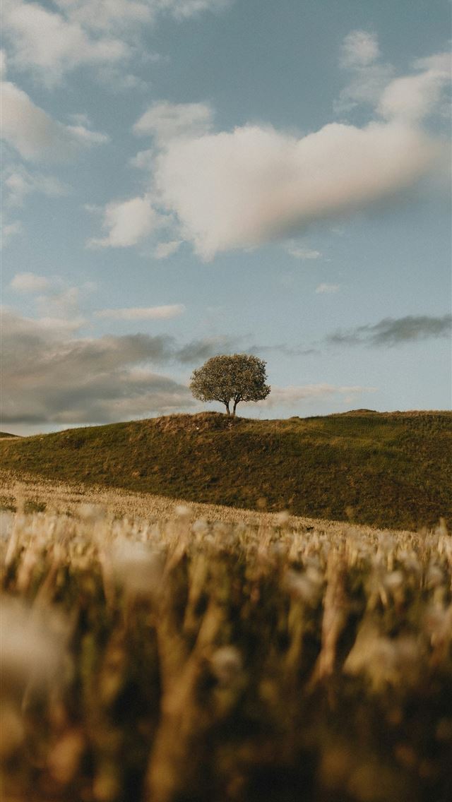 1290x2796 A lonely tree stands on a green hill  -  iPhone Wallpaper