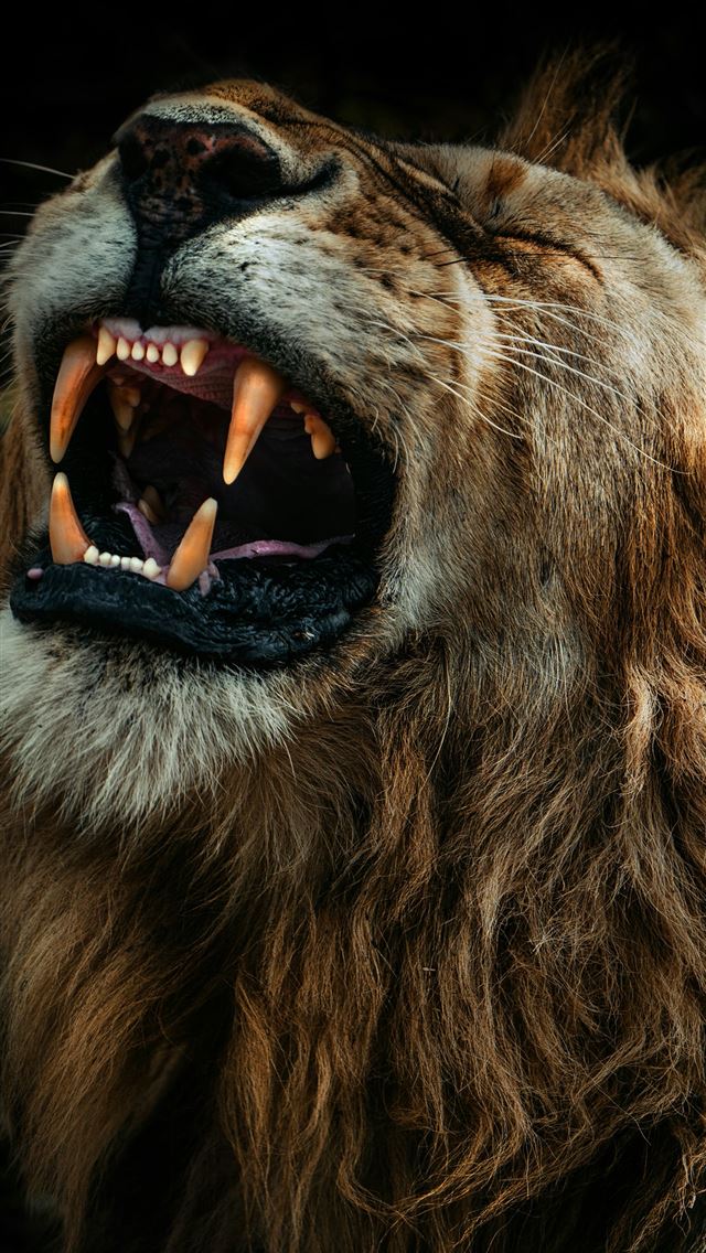 1290x2796 The lion roars fiercely with visible teeth  -  iPhone Wallpaper