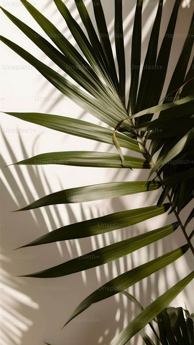 1290x2796 a palm leaf casts a shadow on a wall -  iPhone Wallpaper