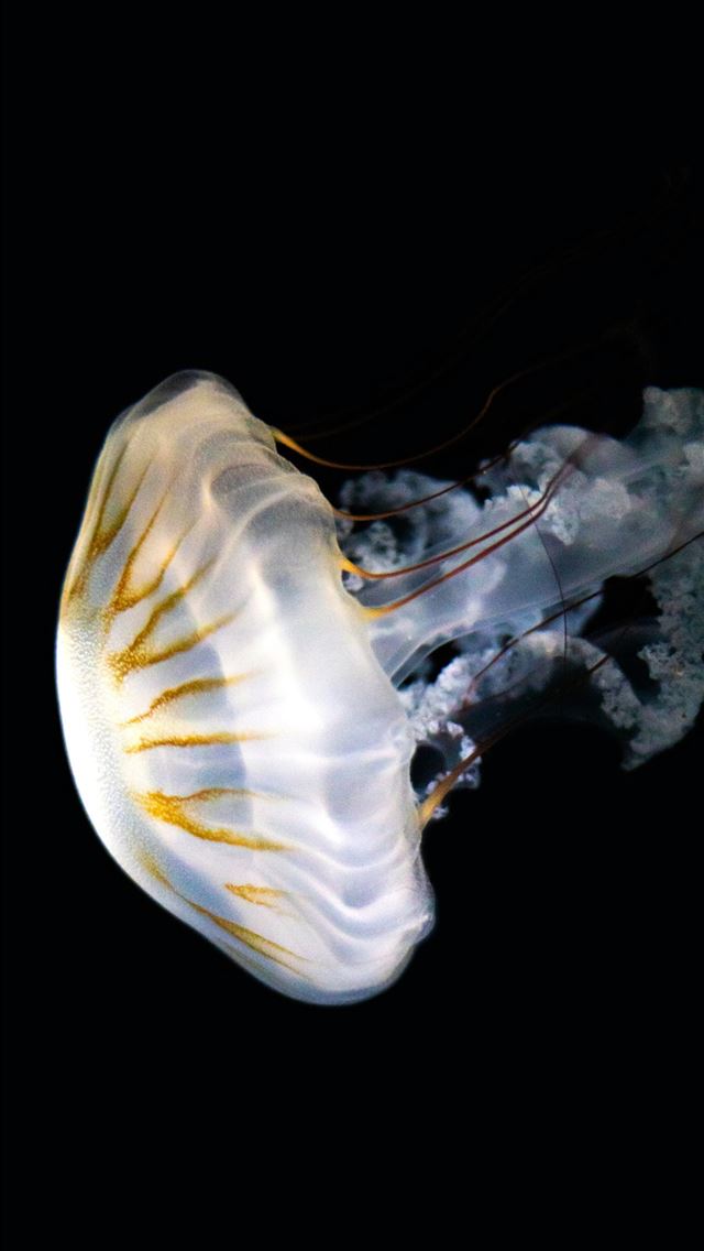 1290x2796 A luminous jellyfish floats against the dark backd... -  iPhone Wallpaper