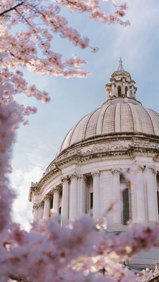 1290x2796 Cherry blossoms frame a capitol dome  -  iPhone Wallpaper