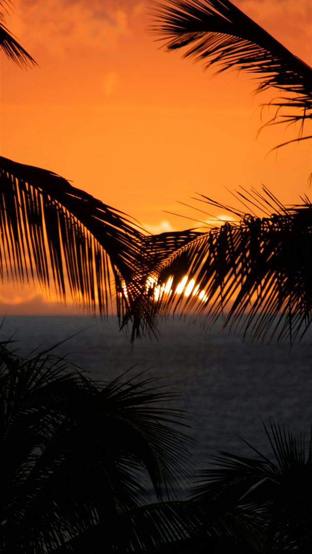 1290x2796 Palm trees frame a beautiful orange sunset  -  iPhone Wallpaper