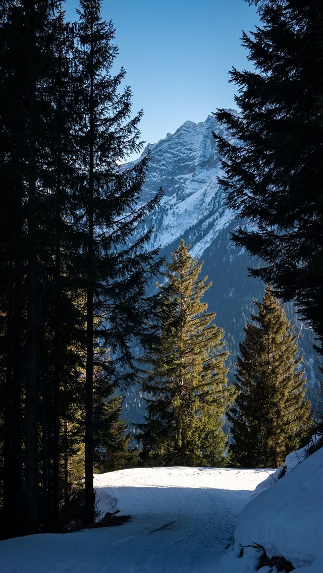 1290x2796 A snow covered road surrounded by pine trees -  iPhone Wallpaper