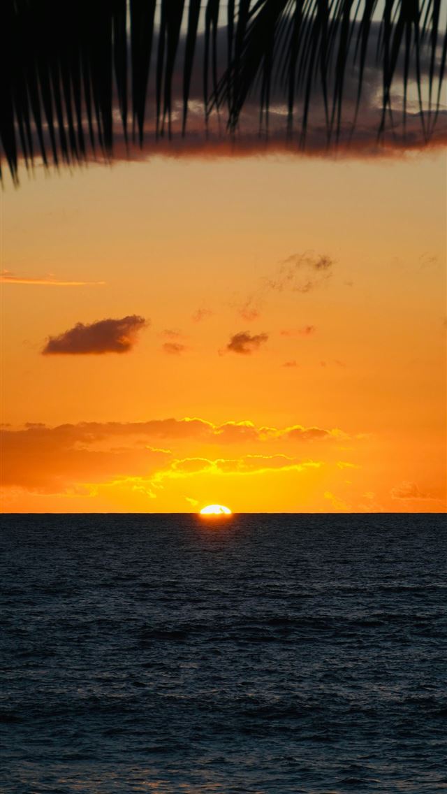 1290x2796 The sun is setting over the ocean with a palm tree... -  iPhone Wallpaper
