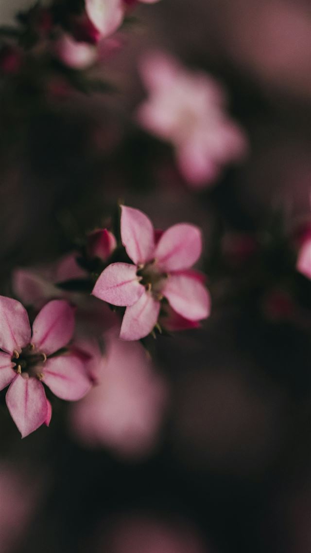 1290x2796 Delicate pink flowers bloom beautifully in the lig... -  iPhone Wallpaper