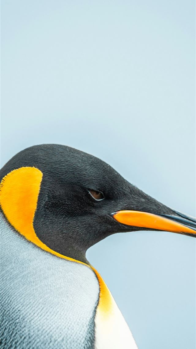 1290x2796 A king penguin shows off its striking features  -  iPhone Wallpaper