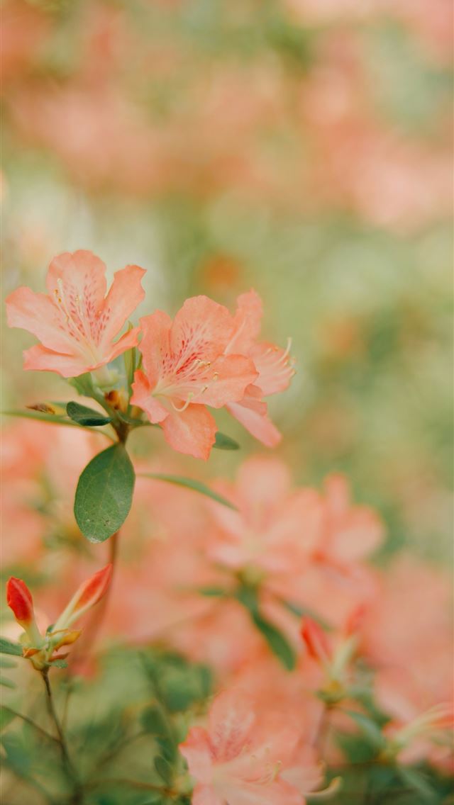 1290x2796 Pretty peach flowers bloom in the sunlight  -  iPhone Wallpaper