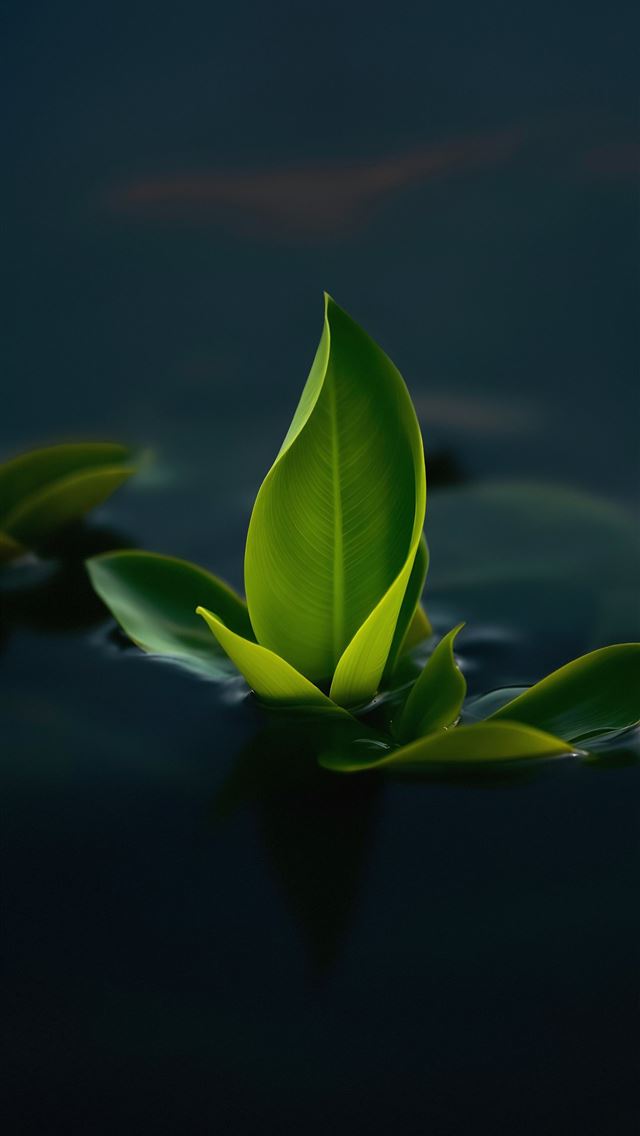 1290x2796 A green leaf floating on top of a body of water -  iPhone Wallpaper