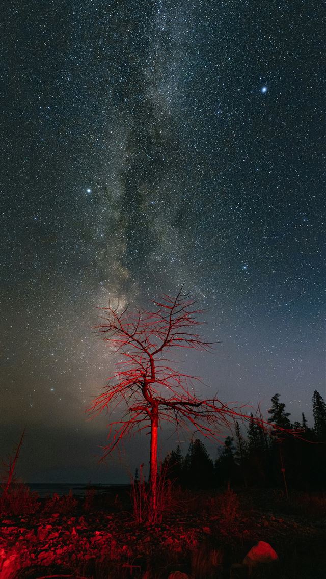 1290x2796 The night sky is filled with stars and a tree -  iPhone Wallpaper