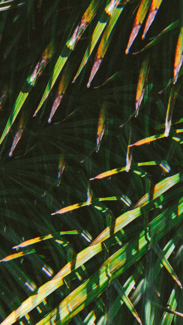 1290x2796 Palm fronds are displayed close up in the image  -  iPhone Wallpaper