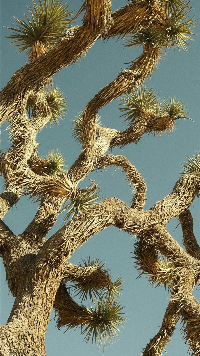 1290x2796 Joshua tree branches reach towards a blue sky  -  iPhone Wallpaper