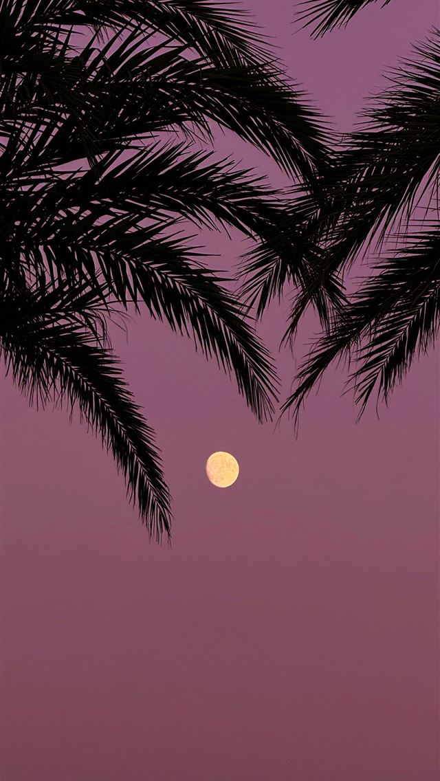 1290x2796 Palm leaves frame the moon in a purple sky  -  iPhone Wallpaper