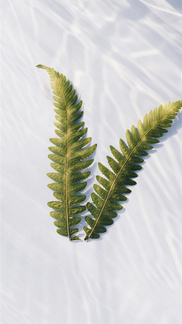1290x2796 Two ferns lie on a textured white surface  -  iPhone Wallpaper
