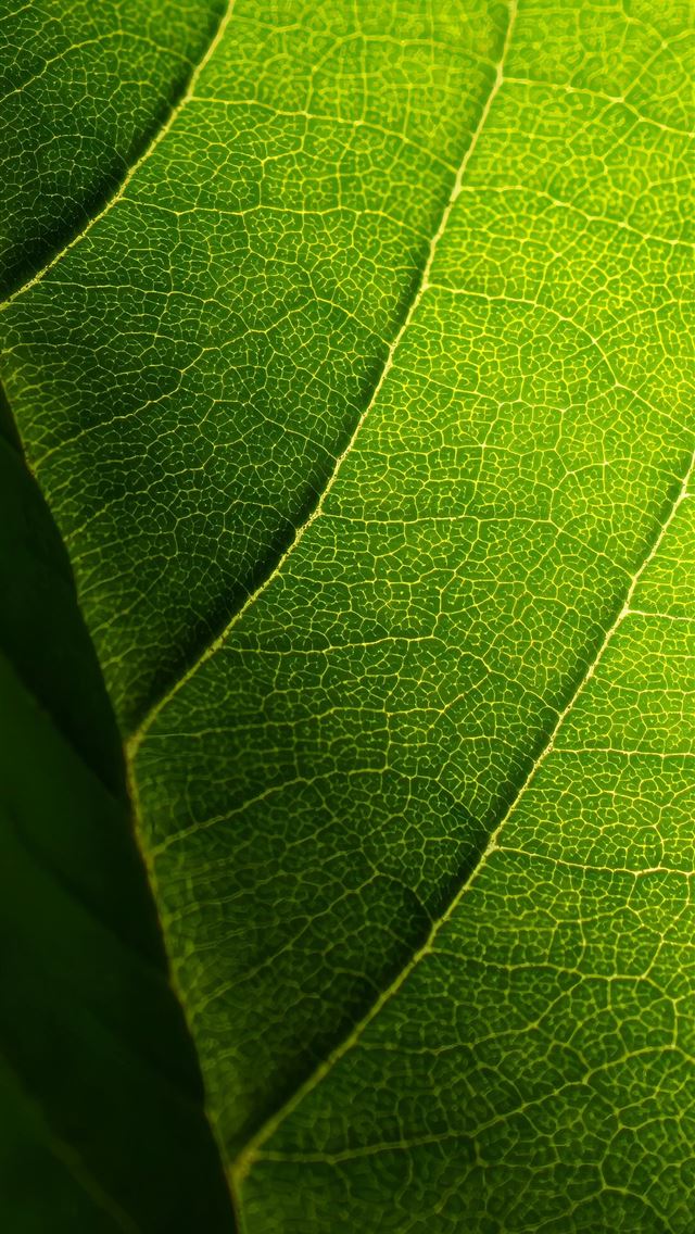 1290x2796 A close up view of a green leaf -  iPhone Wallpaper