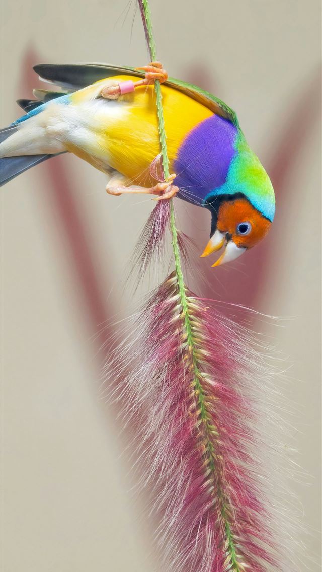 1290x2796 Colorful finch perches on a fluffy red plant  -  iPhone Wallpaper