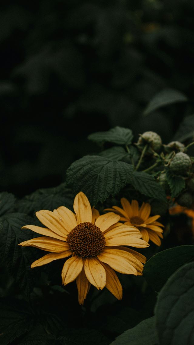 1290x2796 a sunflower in a field of green leaves -  iPhone Wallpaper