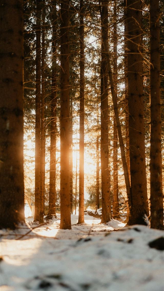 1290x2796 The sun is shining through the trees in the snow -  iPhone Wallpaper