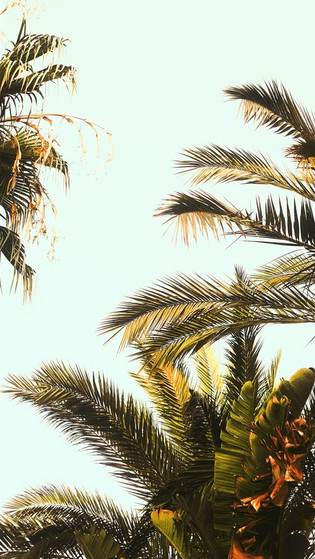 1290x2796 Palm trees blowing in the wind on a sunny day -  iPhone Wallpaper