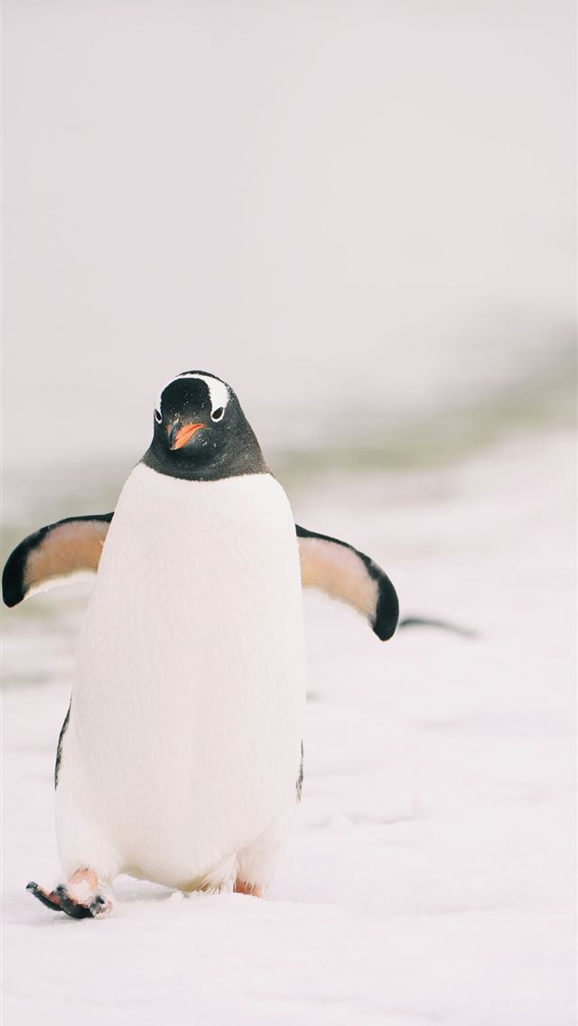 1290x2796 A penguin walking on the beach in the snow -  iPhone Wallpaper