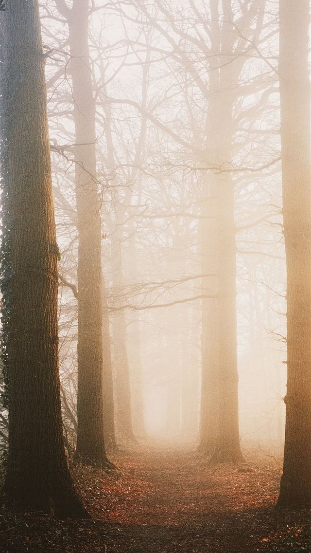 1290x2796 A foggy forest filled with lots of trees -  iPhone Wallpaper