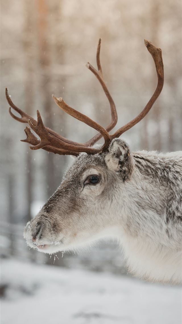 1290x2796 A reindeer with large antlers standing in the snow -  iPhone Wallpaper