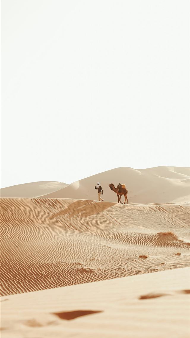 1290x2796 A couple of camels that are standing in the sand -  iPhone Wallpaper