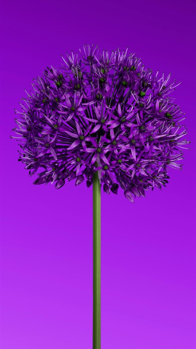 1290x2796 A purple allium flower stands tall on a purple bac... -  iPhone Wallpaper