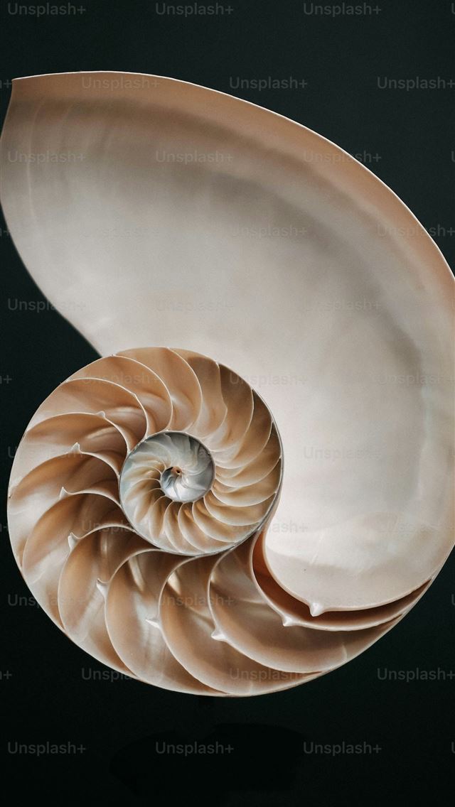 1290x2796 a sea shell with a black background -  iPhone Wallpaper