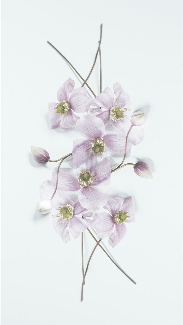 1290x2796 Delicate pink flowers arranged on a white backgrou... -  iPhone Wallpaper
