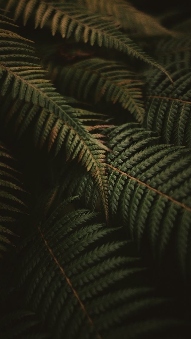 1290x2796 A close up of a fern leaf -  iPhone Wallpaper