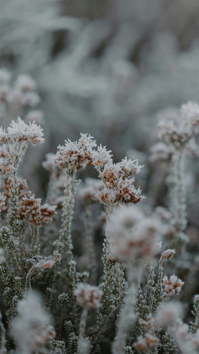 1290x2796 A bunch of plants that are covered in snow -  iPhone Wallpaper