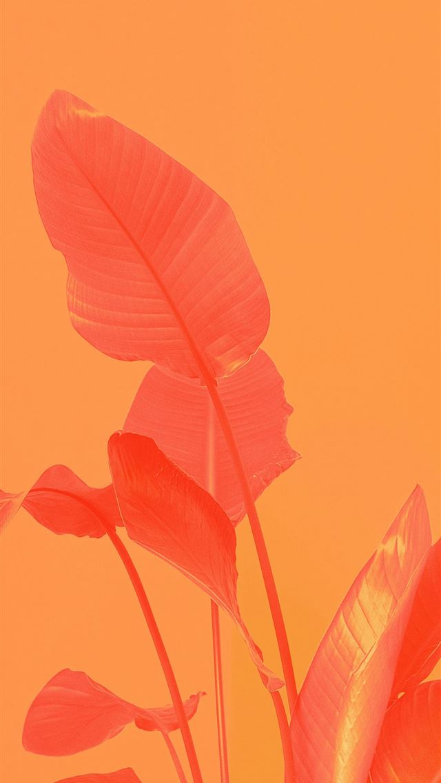 640x1136 Red orange plant against an orange background  -  iPhone Wallpaper