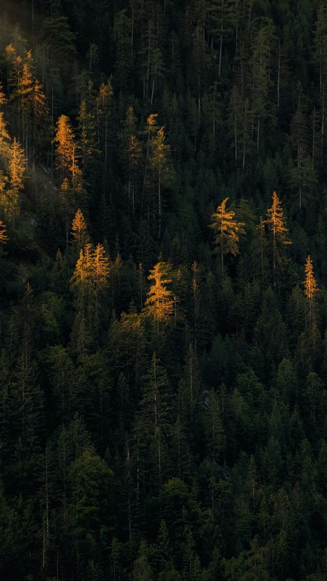 640x1136 Sunlight bathes golden trees within a dark forest  -  iPhone Wallpaper