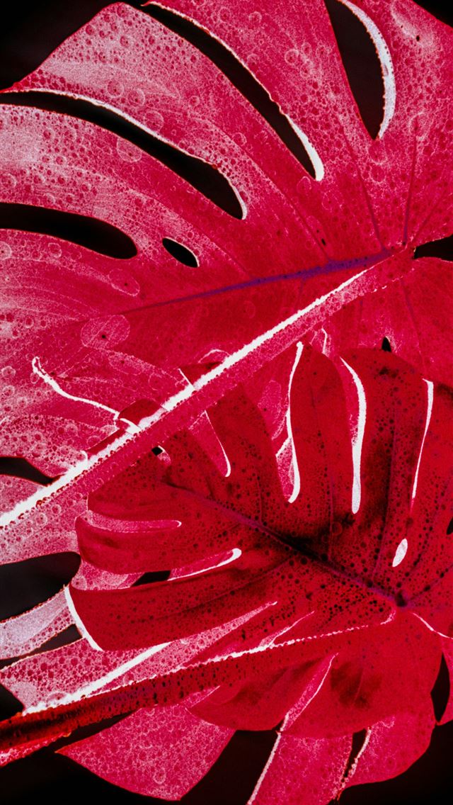 1290x2796 A red flower on a black background -  iPhone Wallpaper