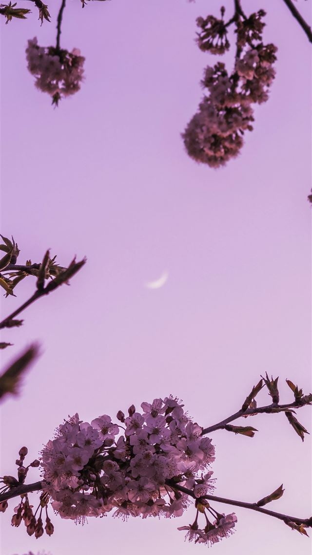 640x1136 Cherry blossoms frame the moon in a twilight sky  -  iPhone Wallpaper