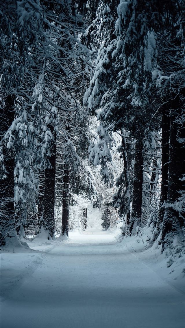 1290x2796 A snow covered road surrounded by tall trees -  iPhone Wallpaper