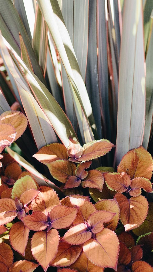 640x1136 close view of beige leaves and linear leaves -  iPhone Wallpaper