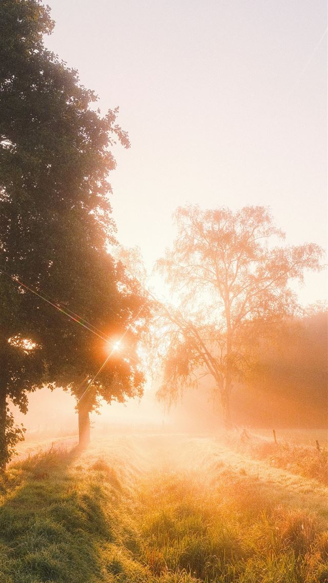 640x1136 The sun shines through the trees on a foggy day -  iPhone Wallpaper