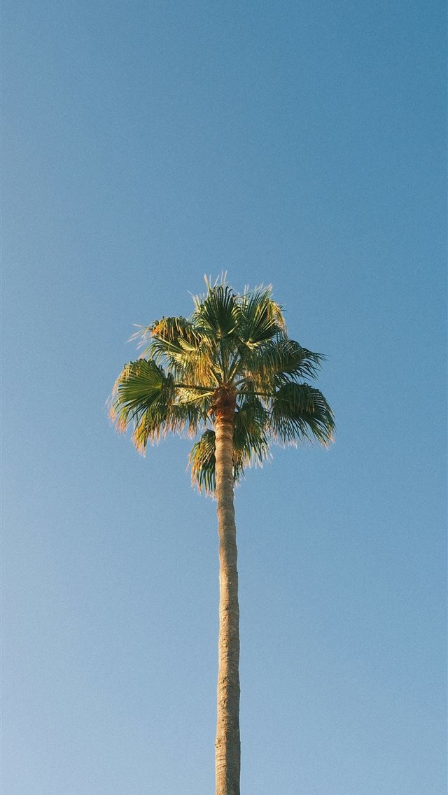 640x1136 A tall palm tree with a blue sky in the background -  iPhone Wallpaper