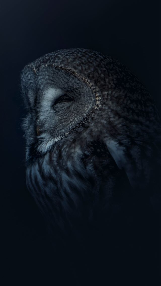 640x1136 A close up of an owl in the dark -  iPhone Wallpaper