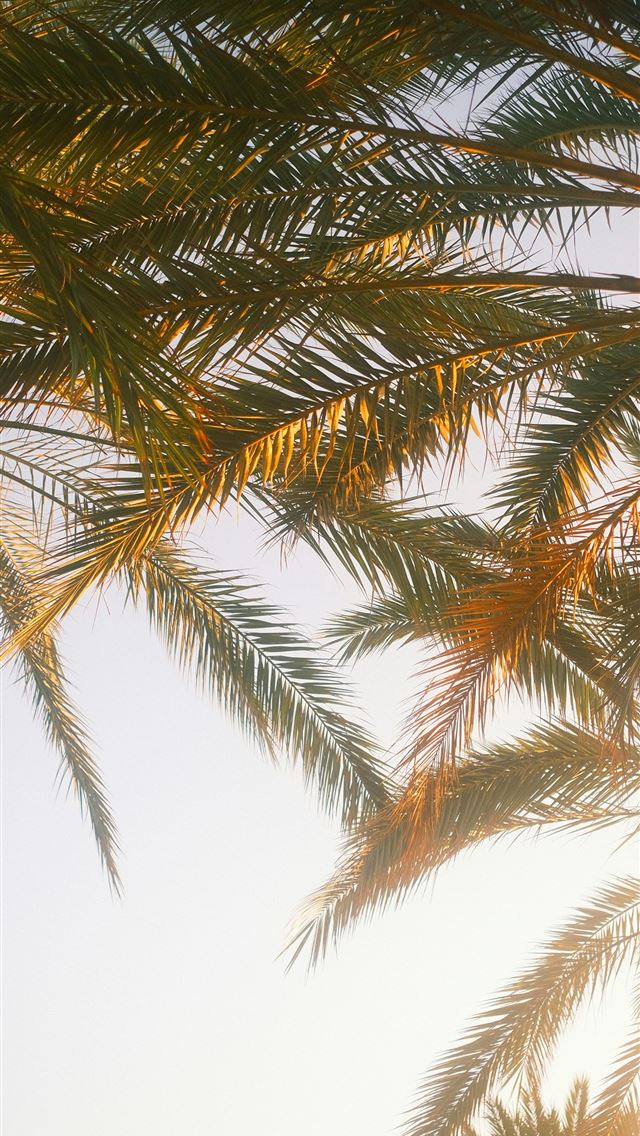 640x1136 The sun is shining through the palm trees -  iPhone Wallpaper