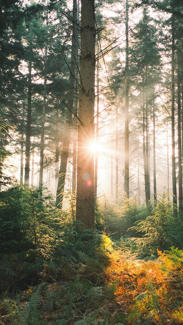 640x1136 The sun is shining through the trees in the forest -  iPhone Wallpaper