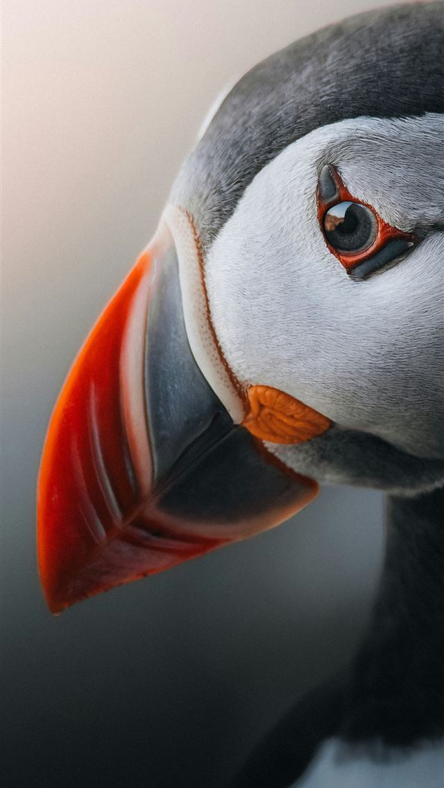 640x1136 A close up of a puffin's distinctive features  -  iPhone Wallpaper