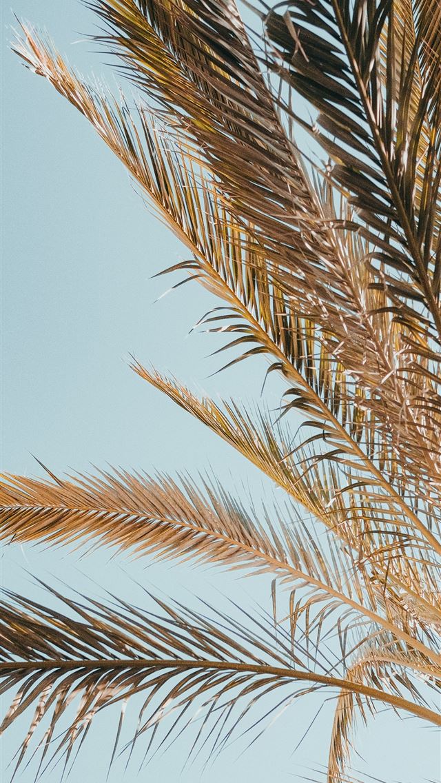 640x1136 A palm tree with a blue sky in the background -  iPhone Wallpaper