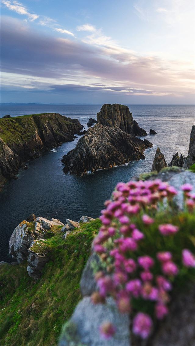 1290x2796 Pink flowers growing out of the rocks near the oce... -  iPhone Wallpaper