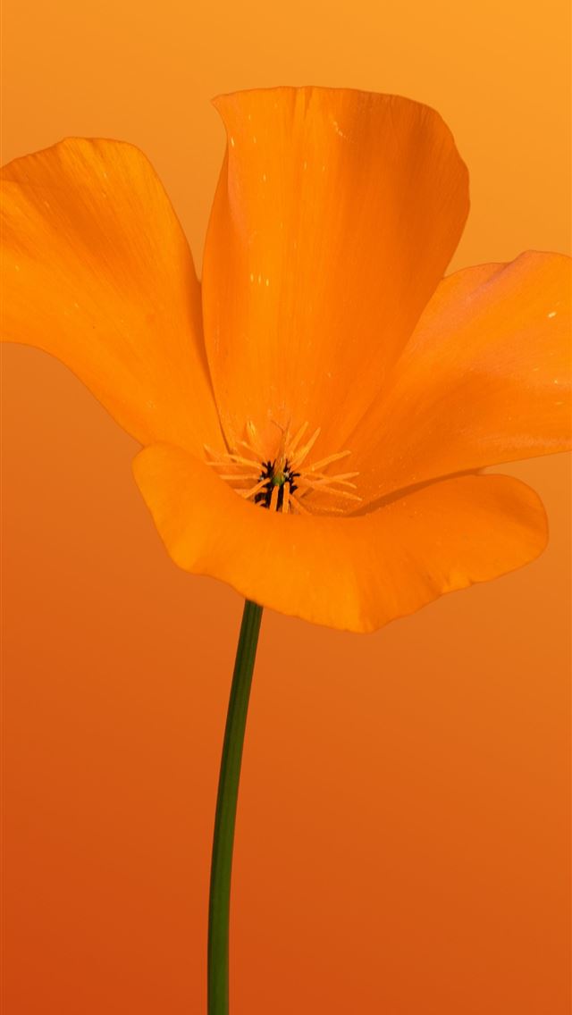 1290x2796 Here's a possible caption an orange poppy flower s... -  iPhone Wallpaper
