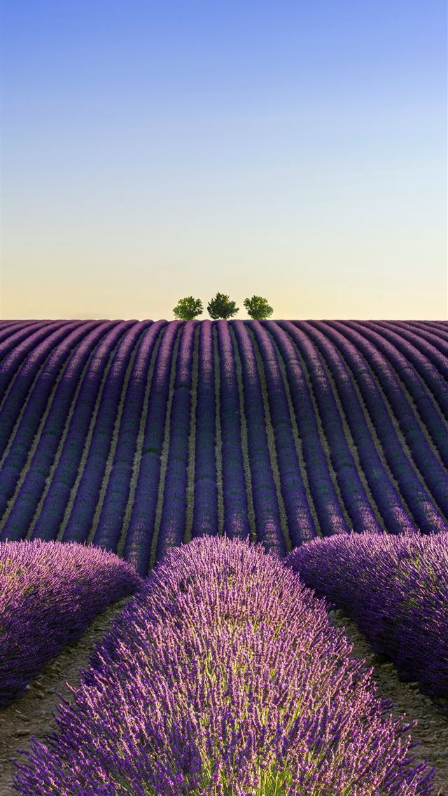 1290x2796 A lavender field with two trees in the distance -  iPhone Wallpaper