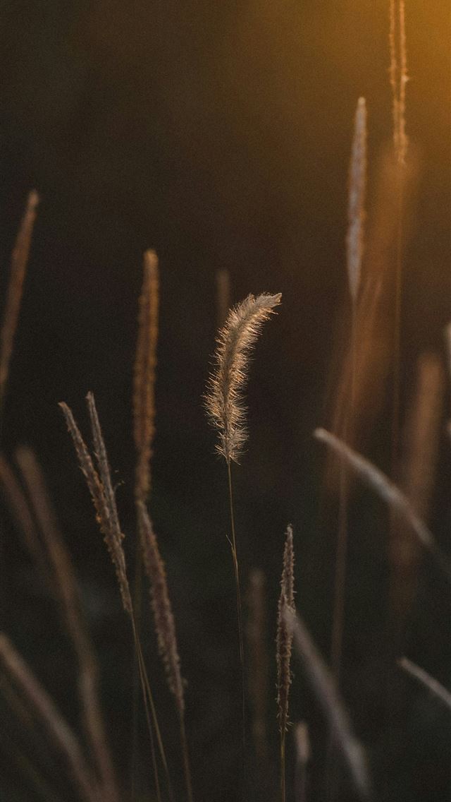 1290x2796 wheat field -  iPhone Wallpaper