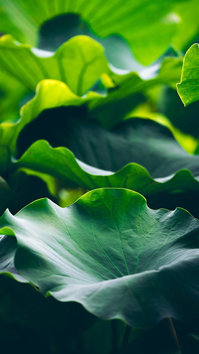 1290x2796 A close up of a large green leafy plant -  iPhone Wallpaper