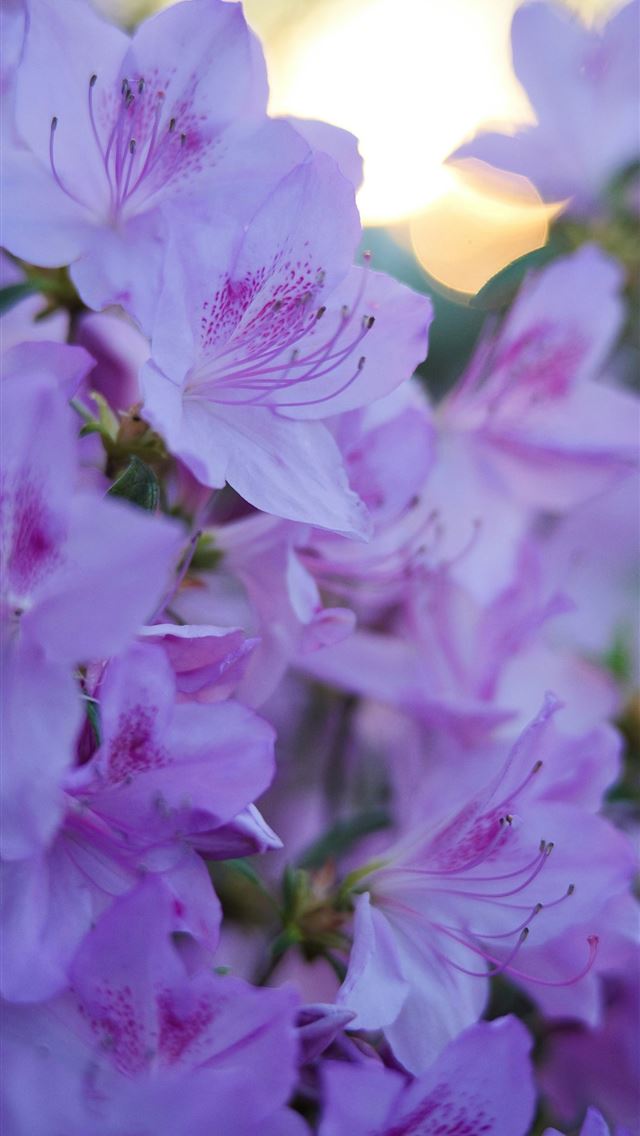 1290x2796 Lovely pink flowers bloom in the warm sunlight  -  iPhone Wallpaper